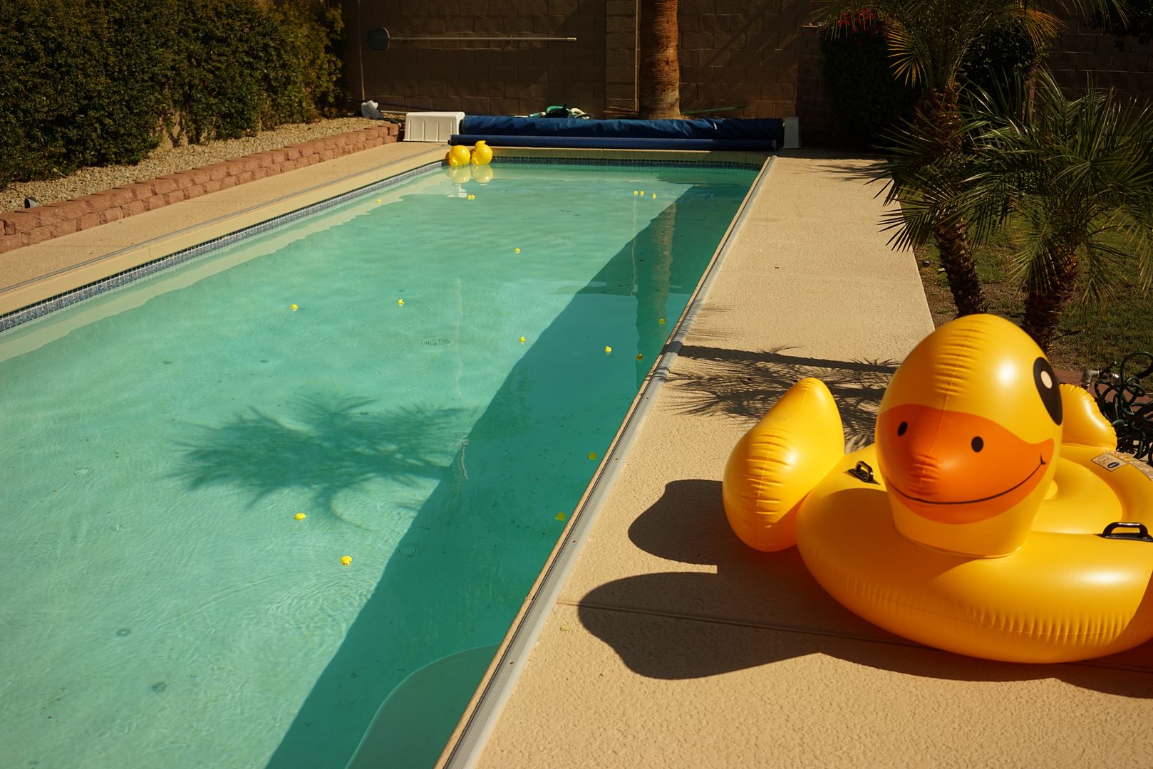 ducky pool float